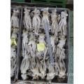 Gefrorener Tintenfisch hinterlassen Tentacles Nototodarus Sloanii 180-200g